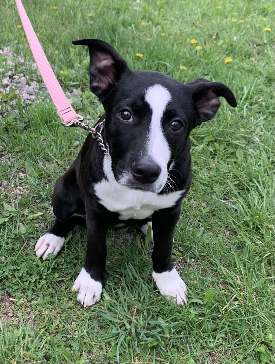 The Road Home Animal Project - Justice (cell dog)