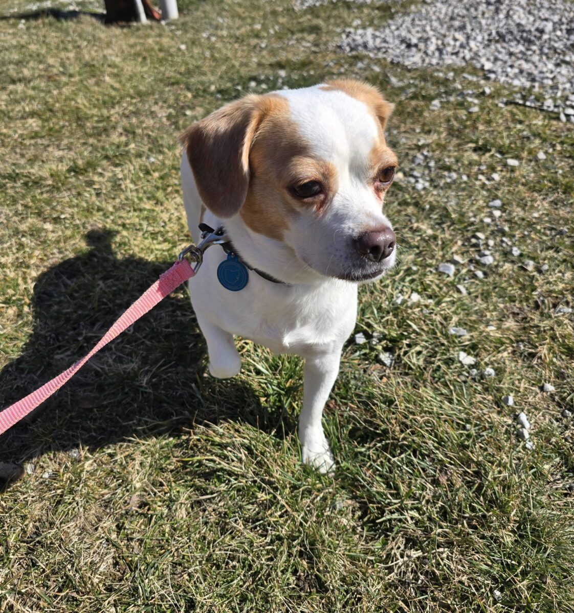 The Road Home Animal Project - Abby