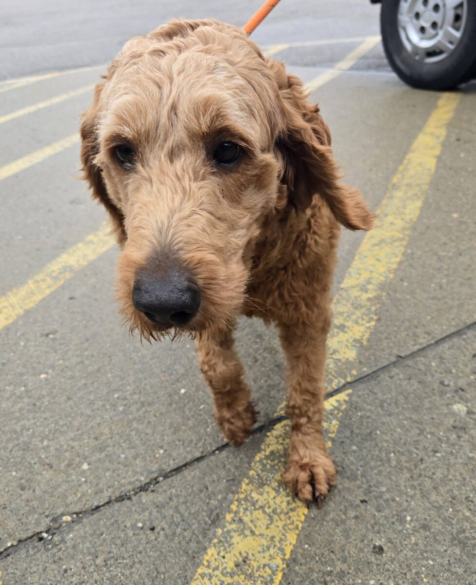 The Road Home Animal Project - Ariel (cell dog)