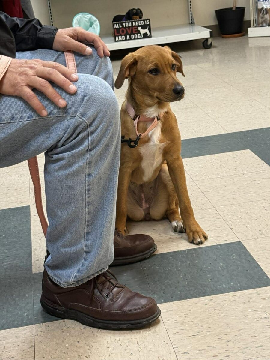 The Road Home Animal Project - Bingo (cell dog)