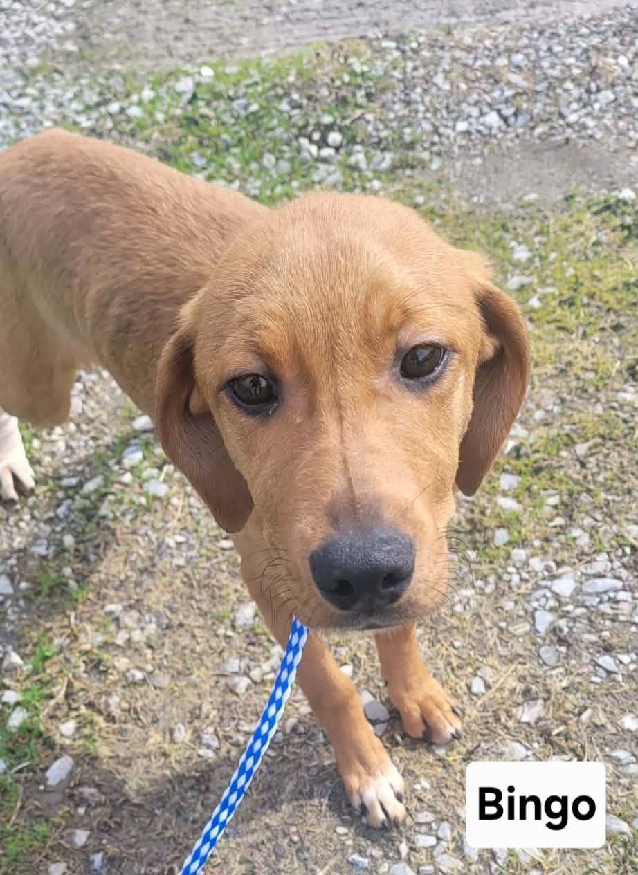 The Road Home Animal Project - Bingo (cell dog)