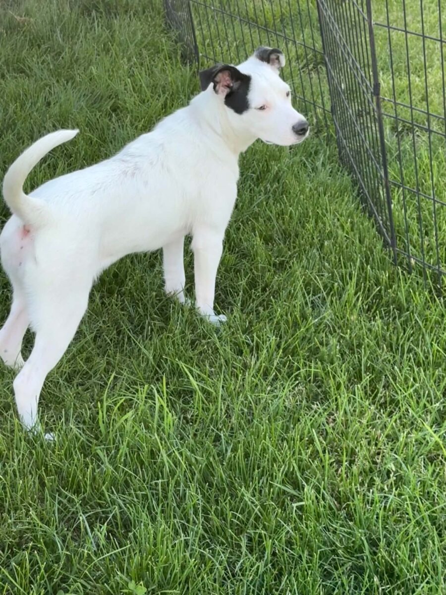 The Road Home Animal Project - Cotton (cell dog)