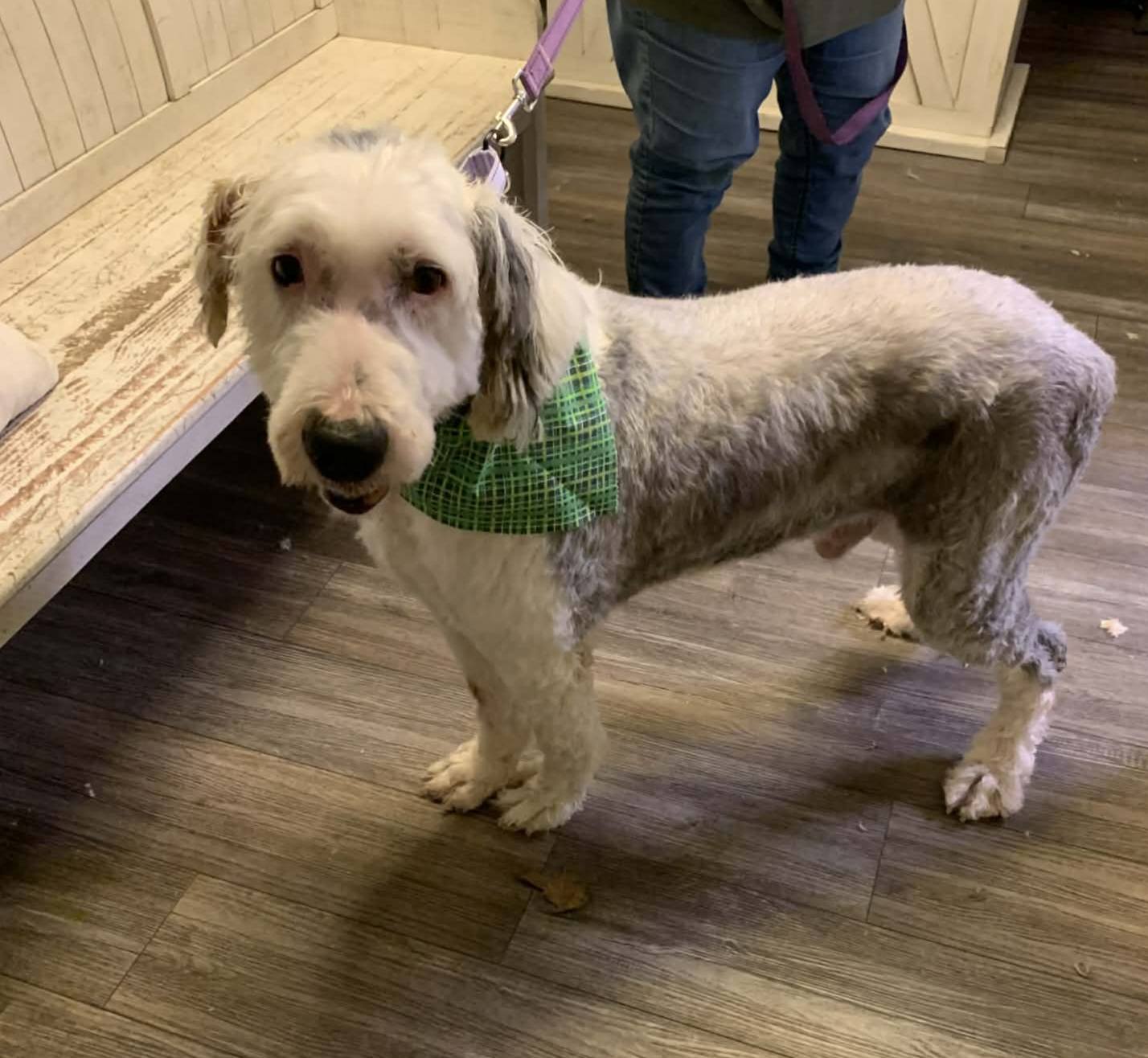 The Road Home Animal Project - Frank