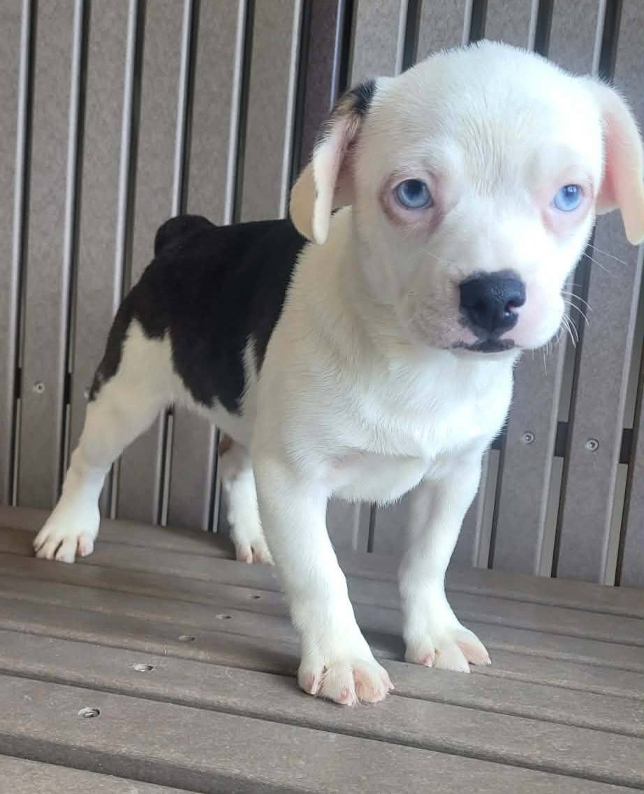 The Road Home Animal Project - Harmony ( deaf)