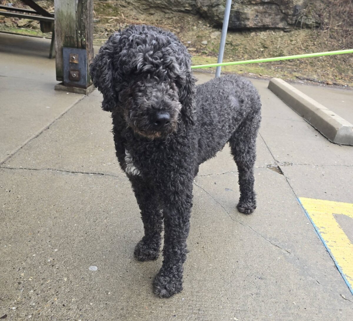 The Road Home Animal Project - Jazzy