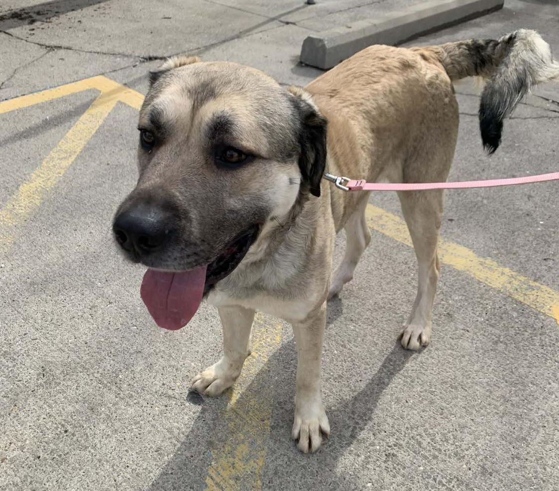 The Road Home Animal Project - Maui