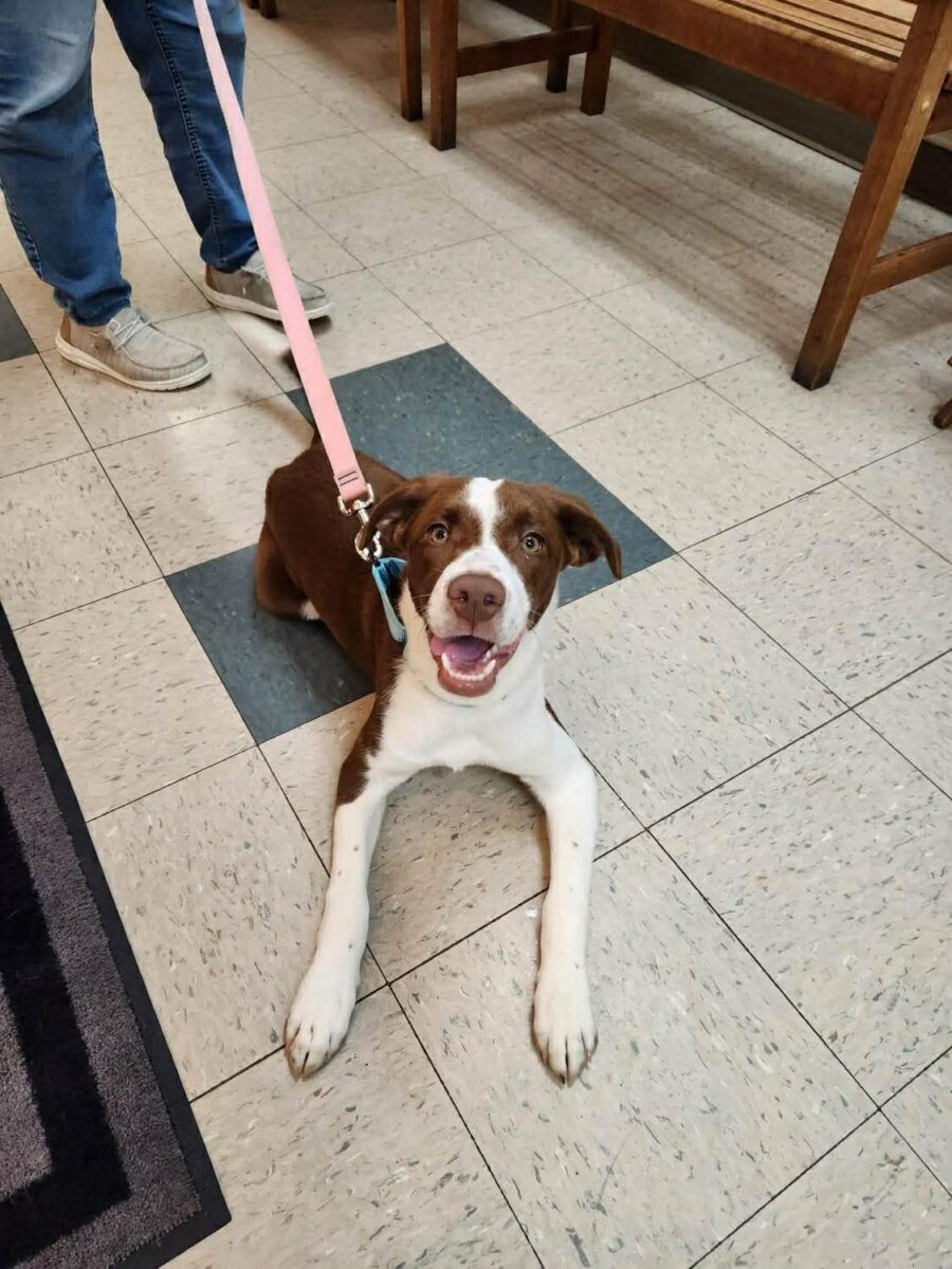 The Road Home Animal Project - Mingo (cell dog)