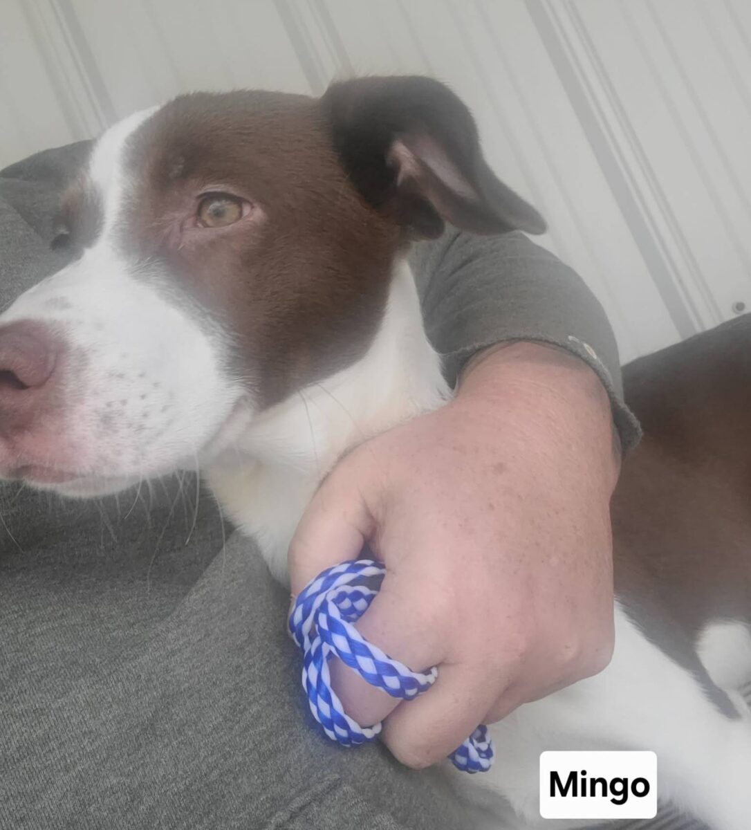 Mingo (cell dog) - The Road Home Animal Project