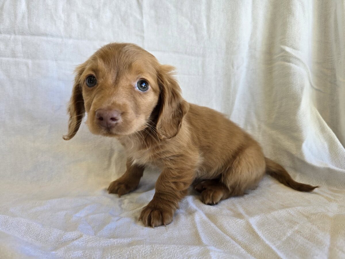 Oscar Meyer - The Road Home Animal Project