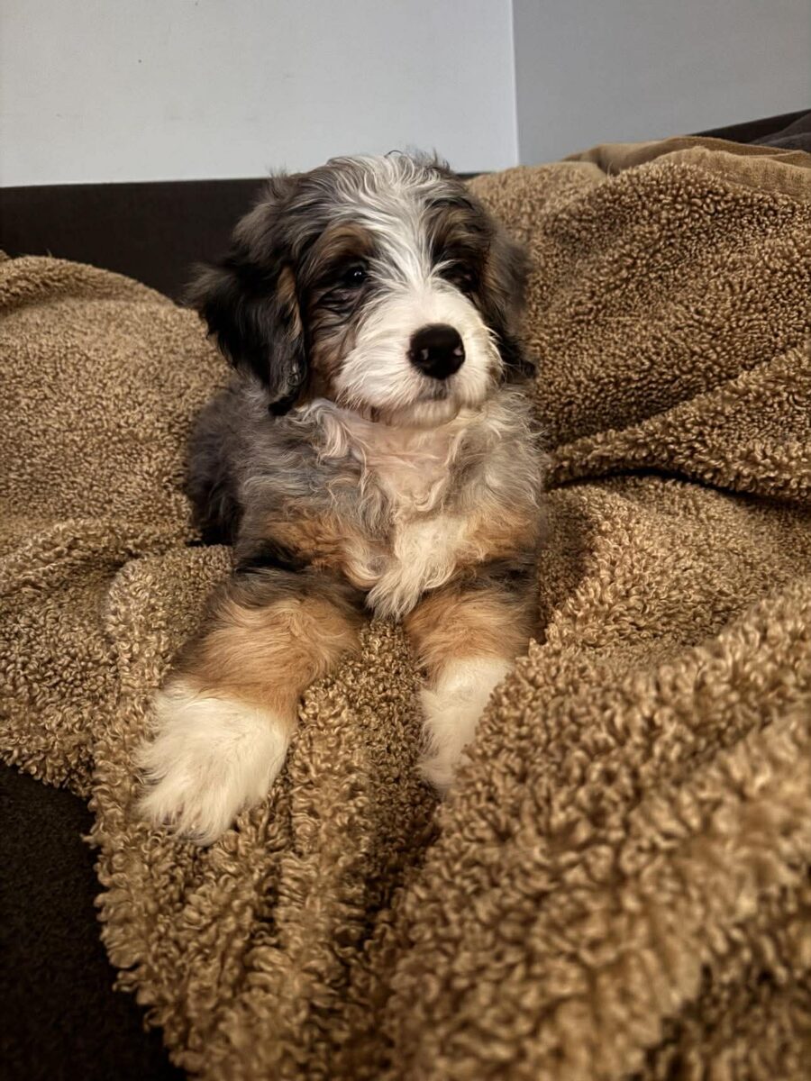 The Road Home Animal Project - Peep