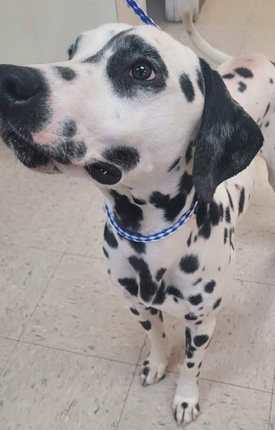 The Road Home Animal Project - Pongo (cell dog)