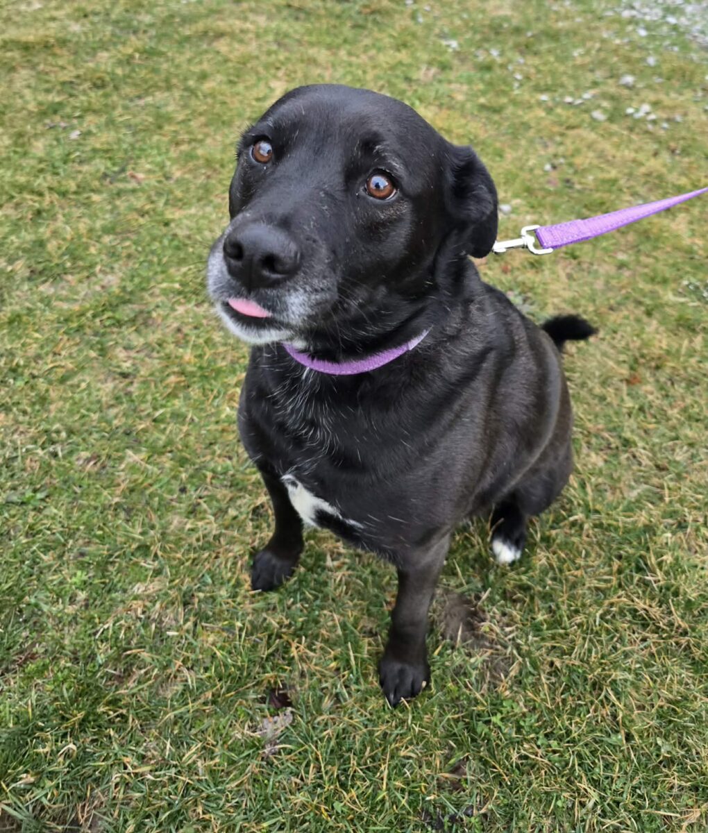 The Road Home Animal Project - Rosie (cell  dog)