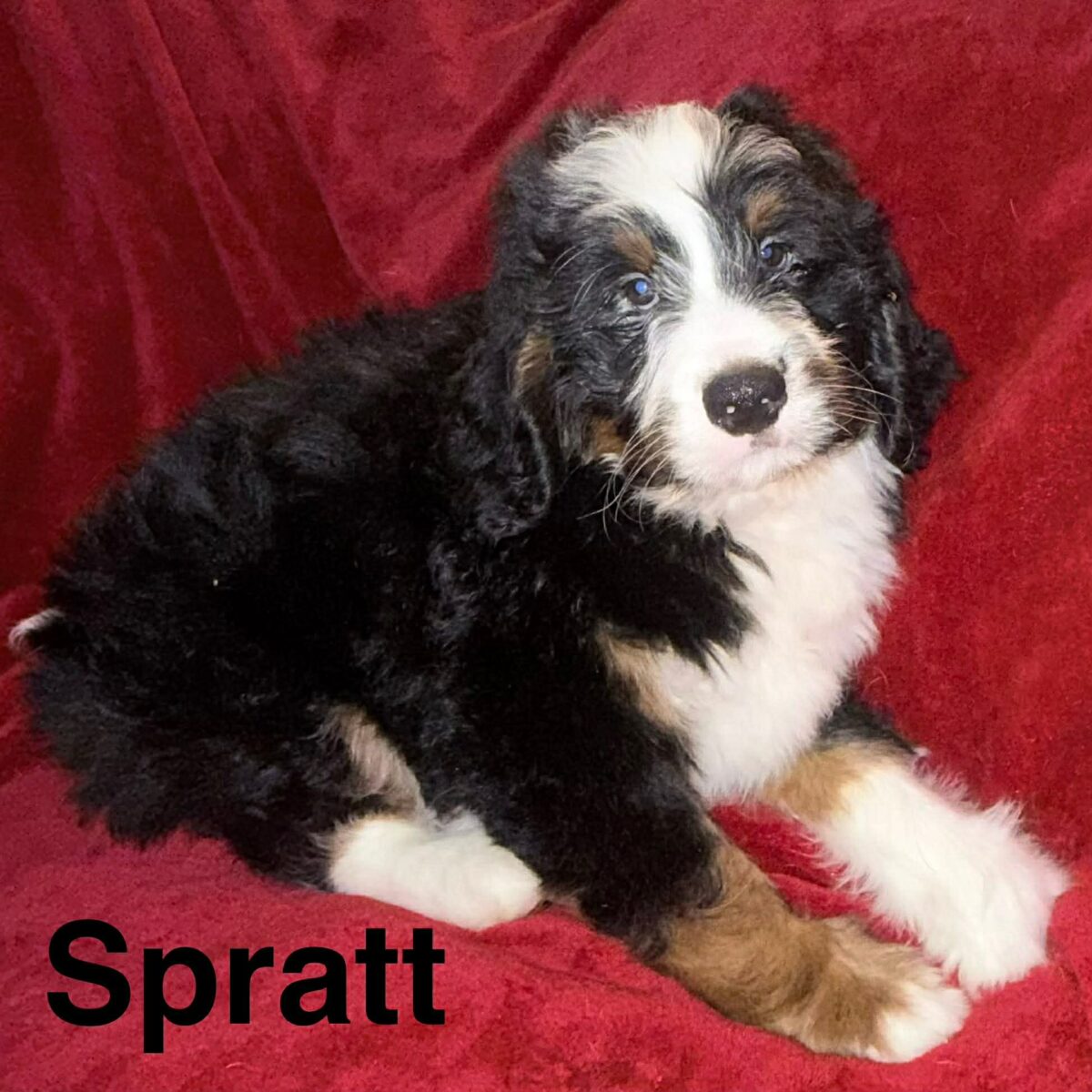 The Road Home Animal Project - Spratt