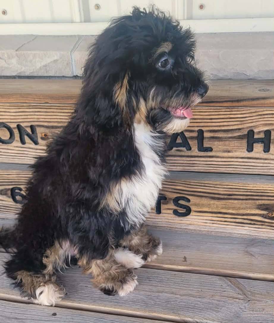 The Road Home Animal Project - Artemis