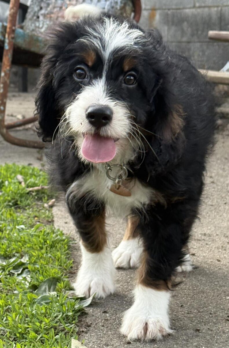 The Road Home Animal Project - Bernice