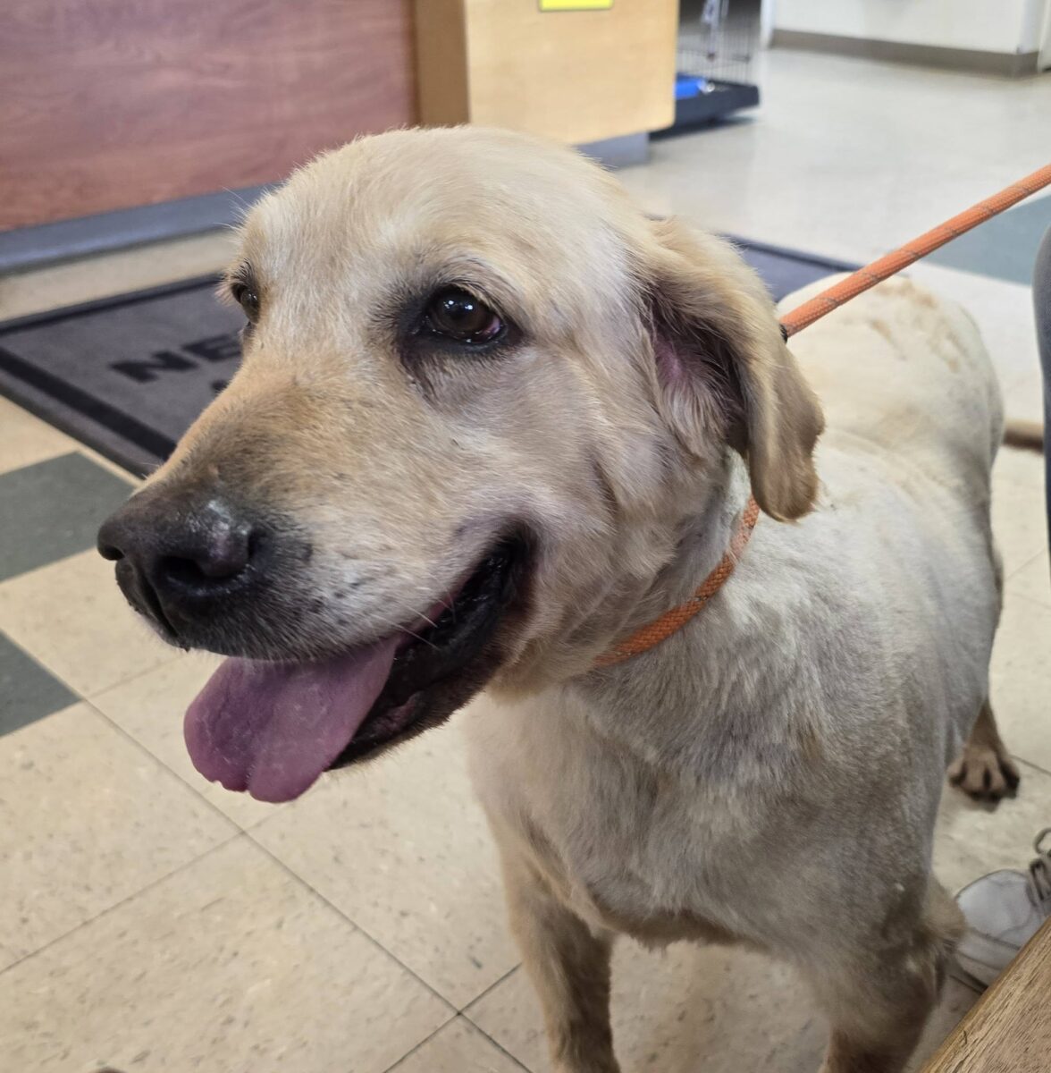 Blossom (cell dog) - The Road Home Animal Project