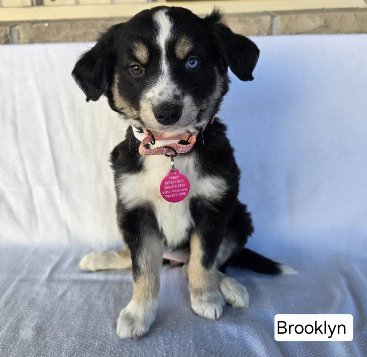 Brooklyn - The Road Home Animal Project