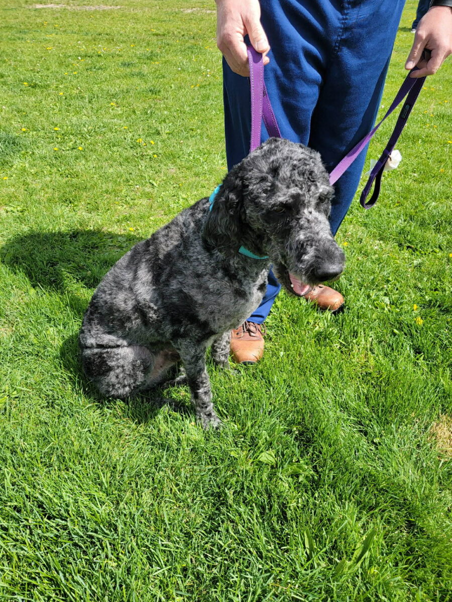 The Road Home Animal Project - Dex (cell dog)