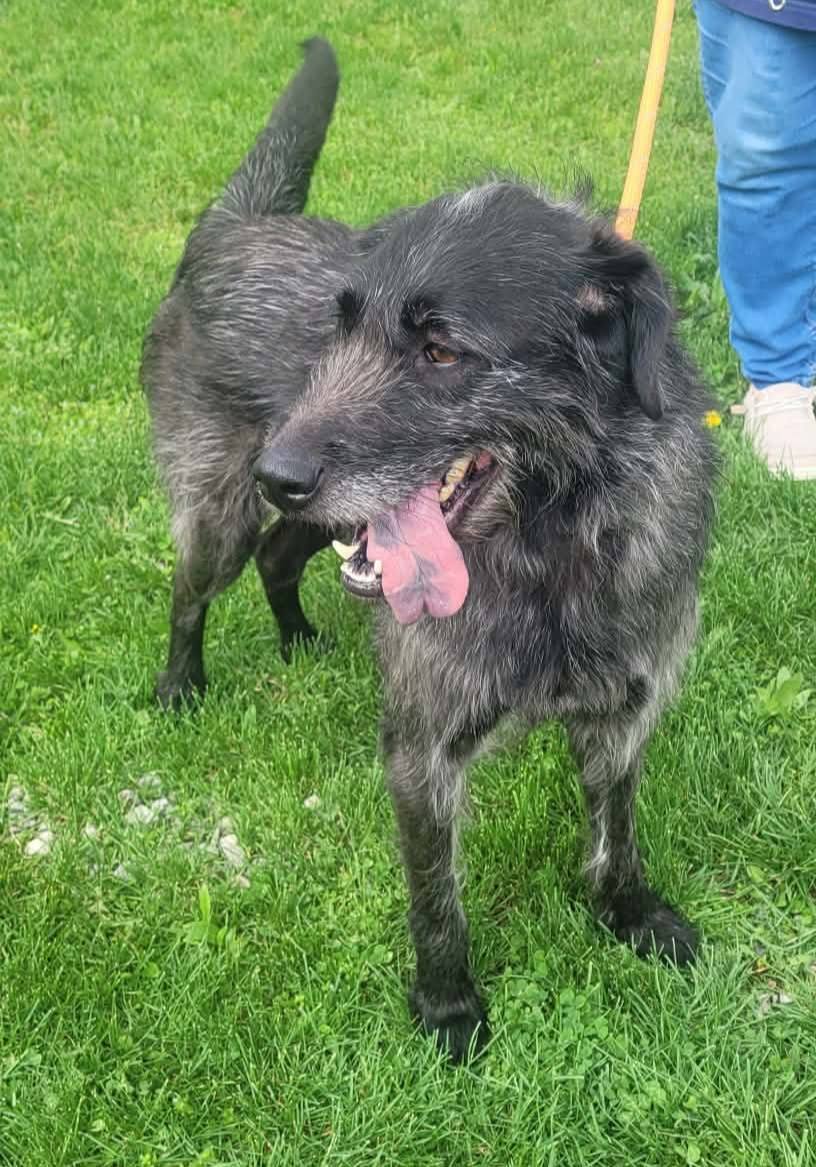 Gia (cell dog) - The Road Home Animal Project