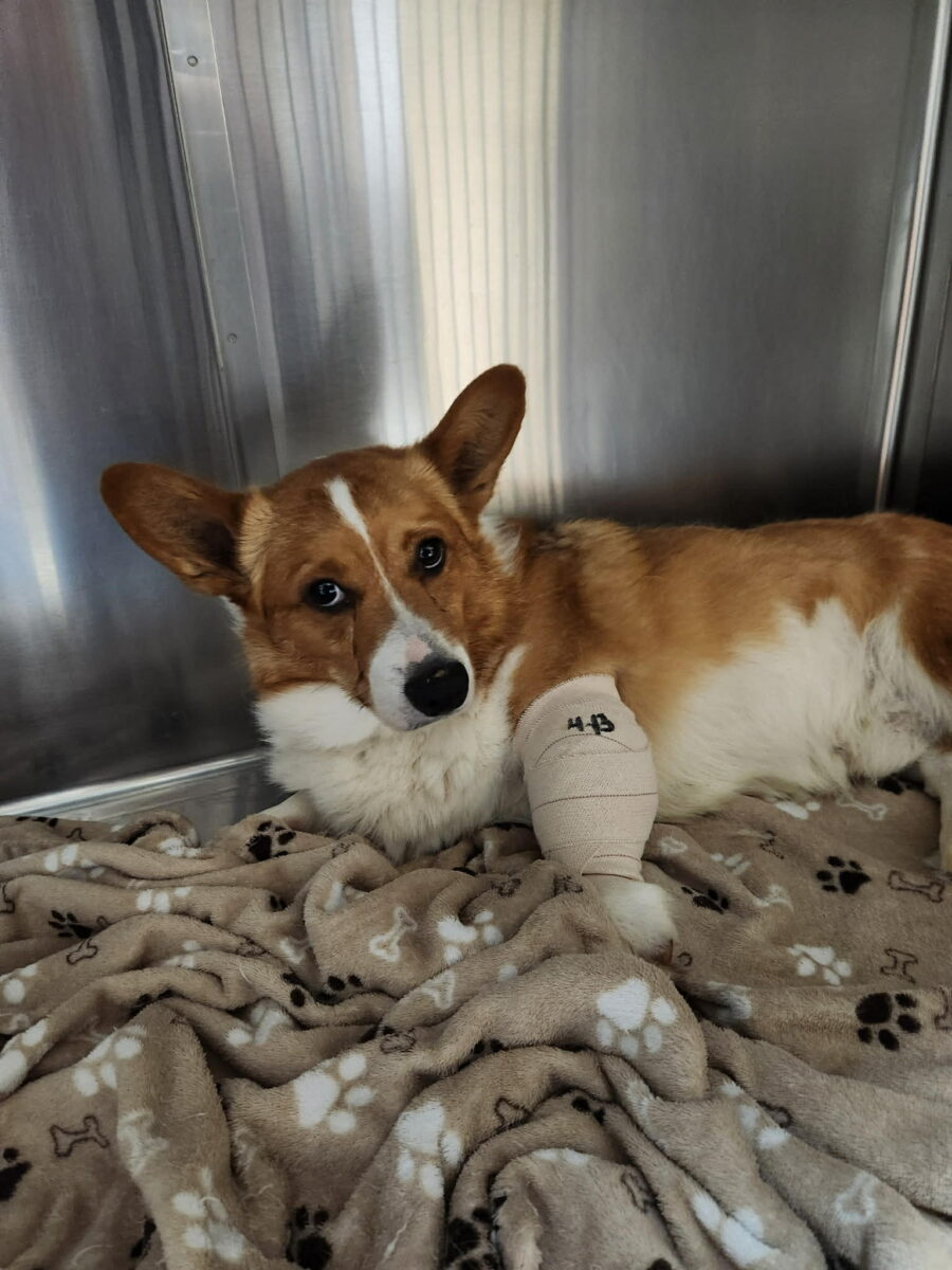 Griffen - The Road Home Animal Project