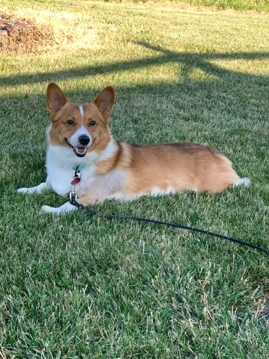 The Road Home Animal Project - Griffen