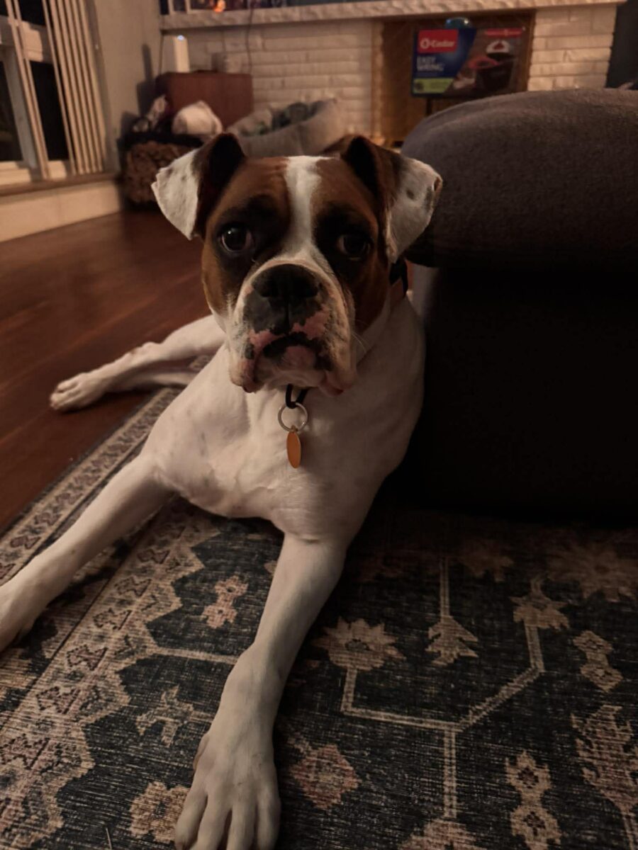 The Road Home Animal Project - Haven