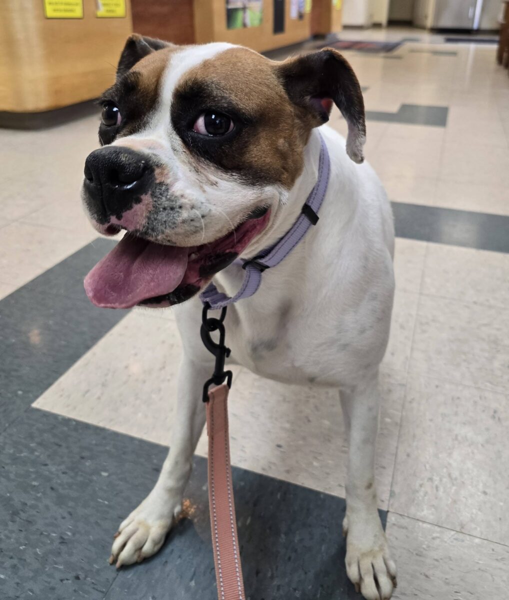 The Road Home Animal Project - Haven