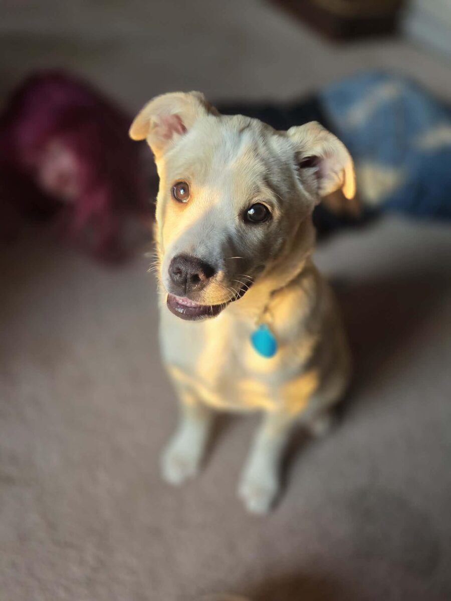 The Road Home Animal Project - Janet