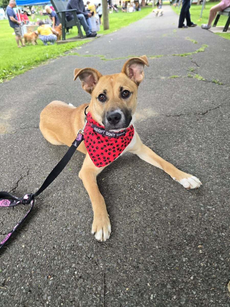 The Road Home Animal Project - Lizzie (cell dog)