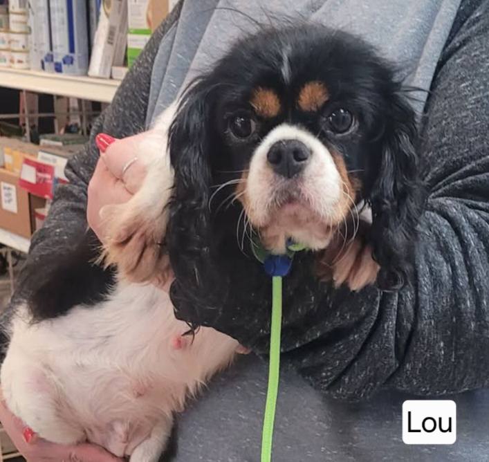 The Road Home Animal Project - Lou (female)