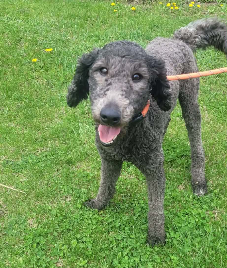 Luna - The Road Home Animal Project