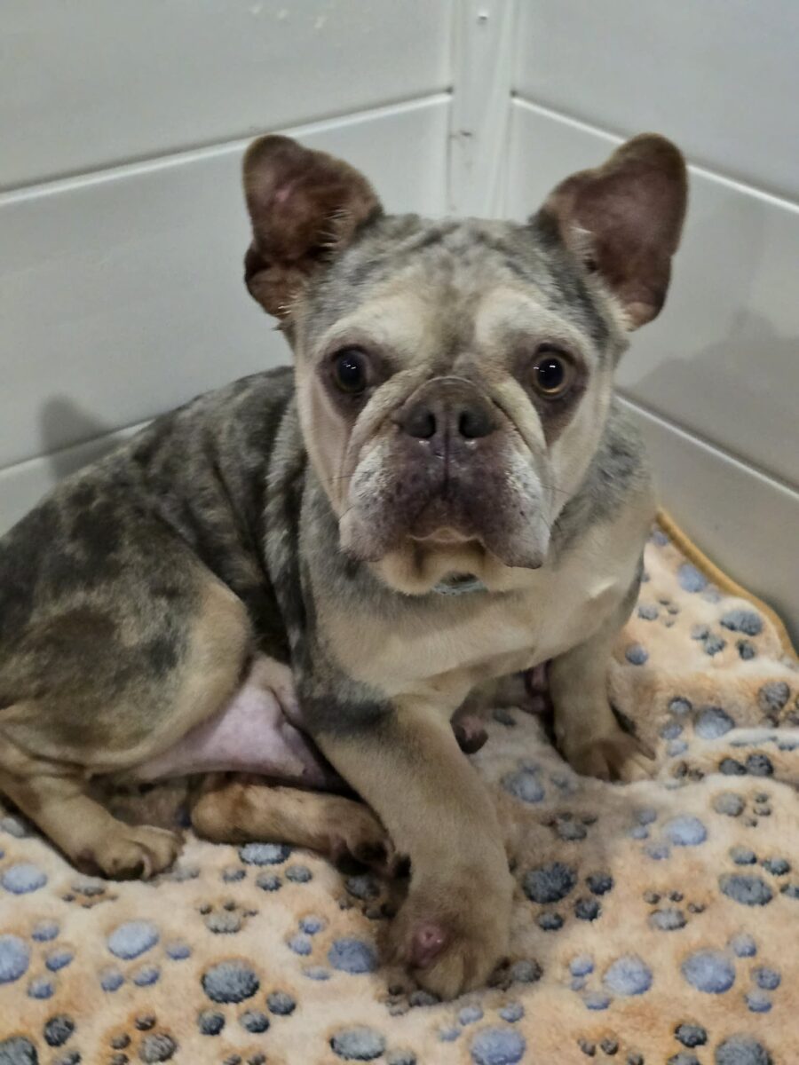 The Road Home Animal Project - Madora