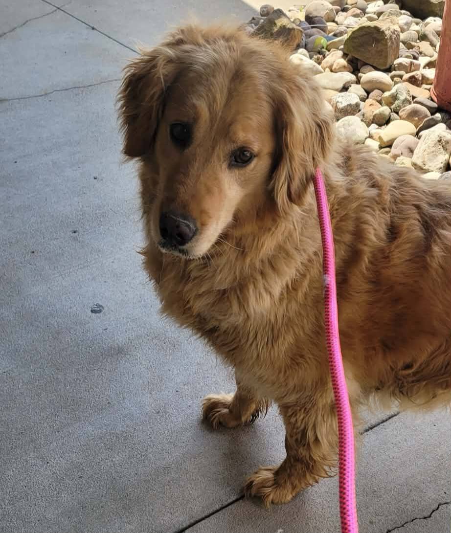 The Road Home Animal Project - Mary Lou (cell dog)