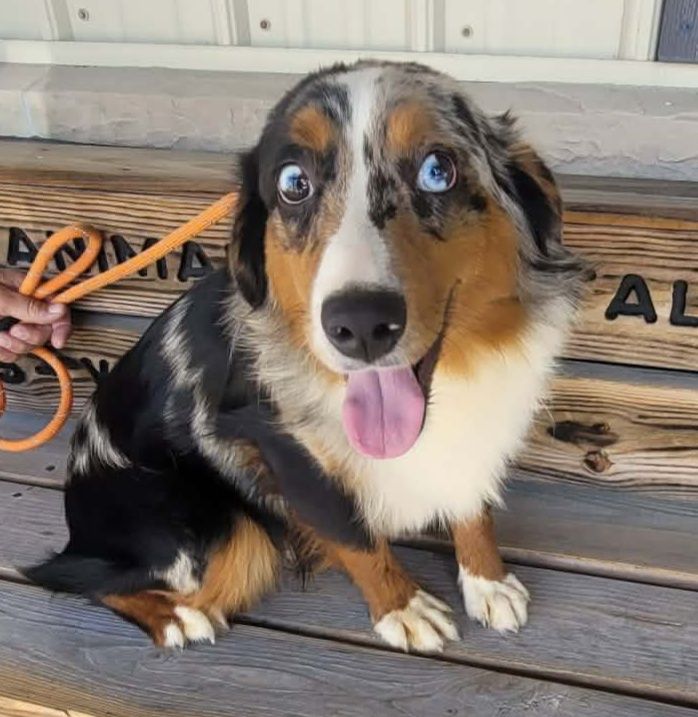 Orion (cell dog) - The Road Home Animal Project