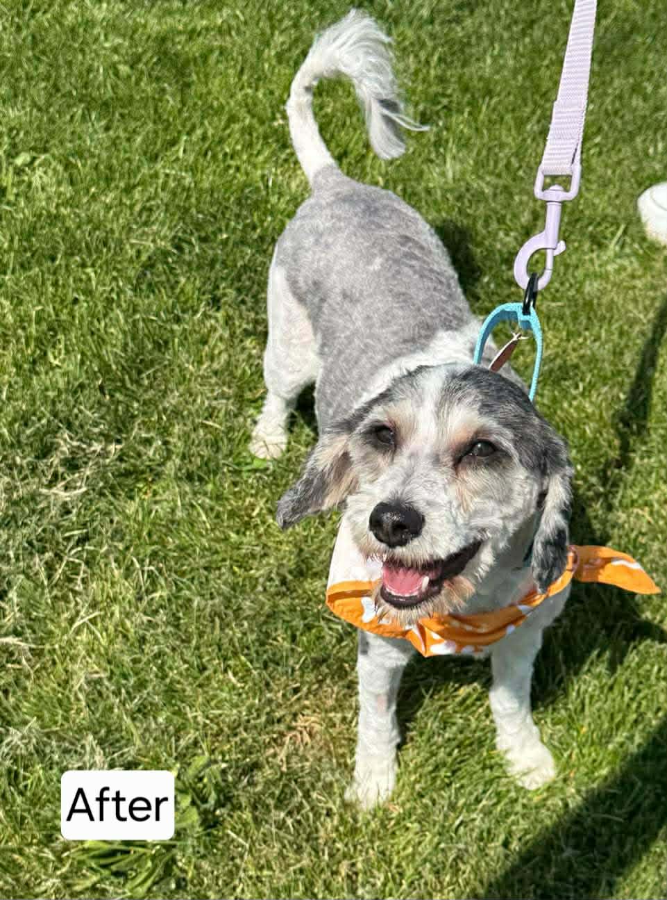 Rooney - The Road Home Animal Project