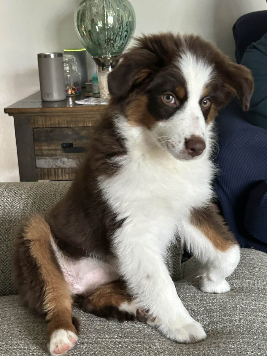 The Road Home Animal Project - Sophie (cell dog)