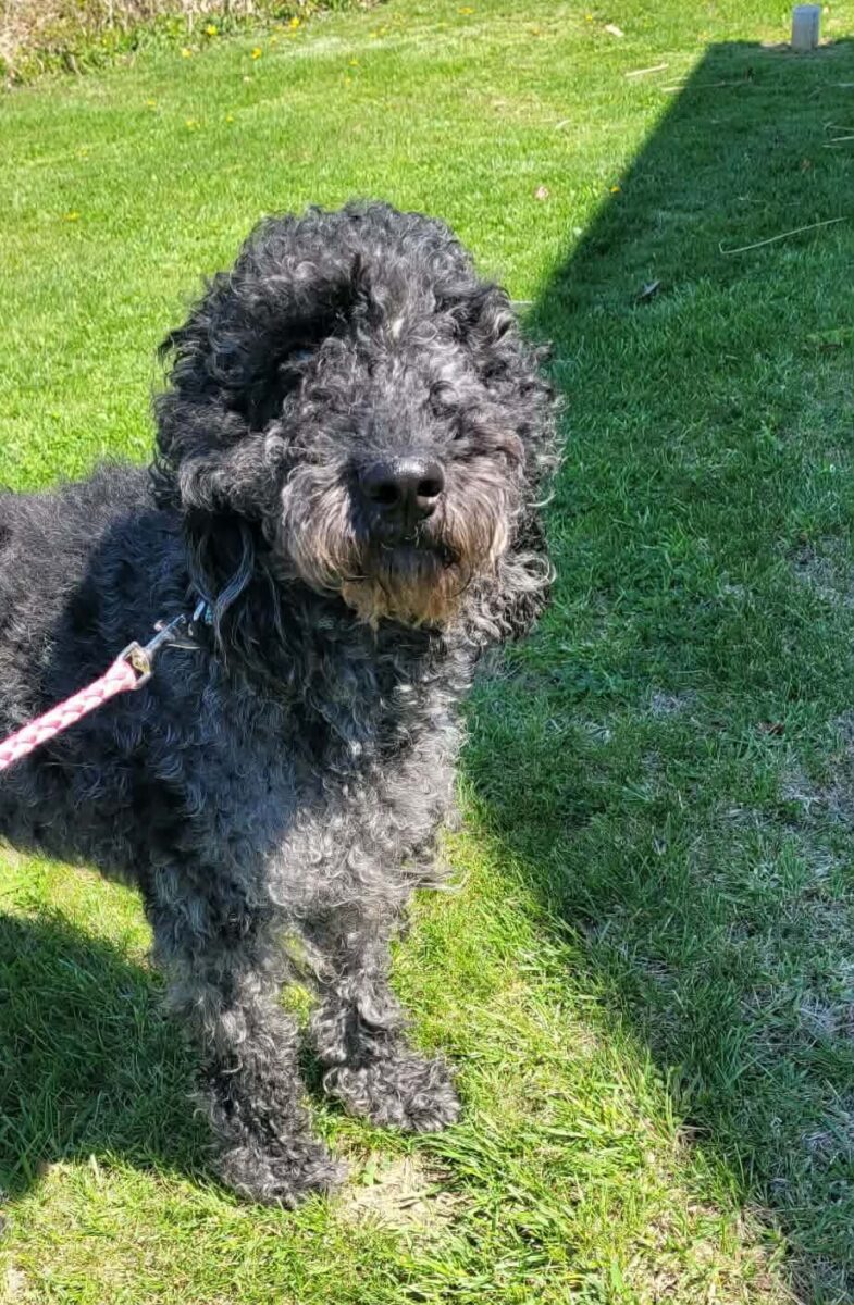 The Road Home Animal Project - Dex (cell dog)