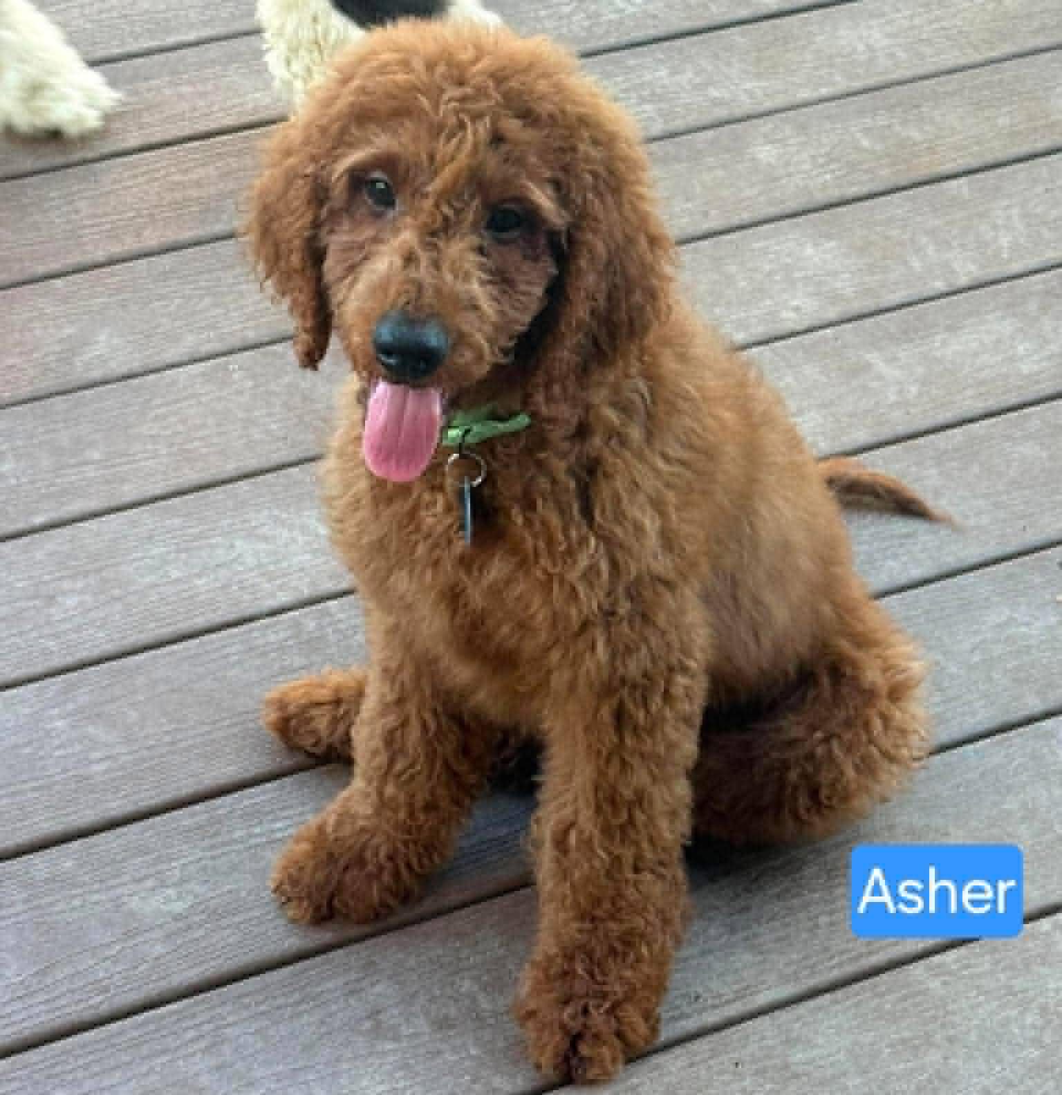 The Road Home Animal Project - Asher