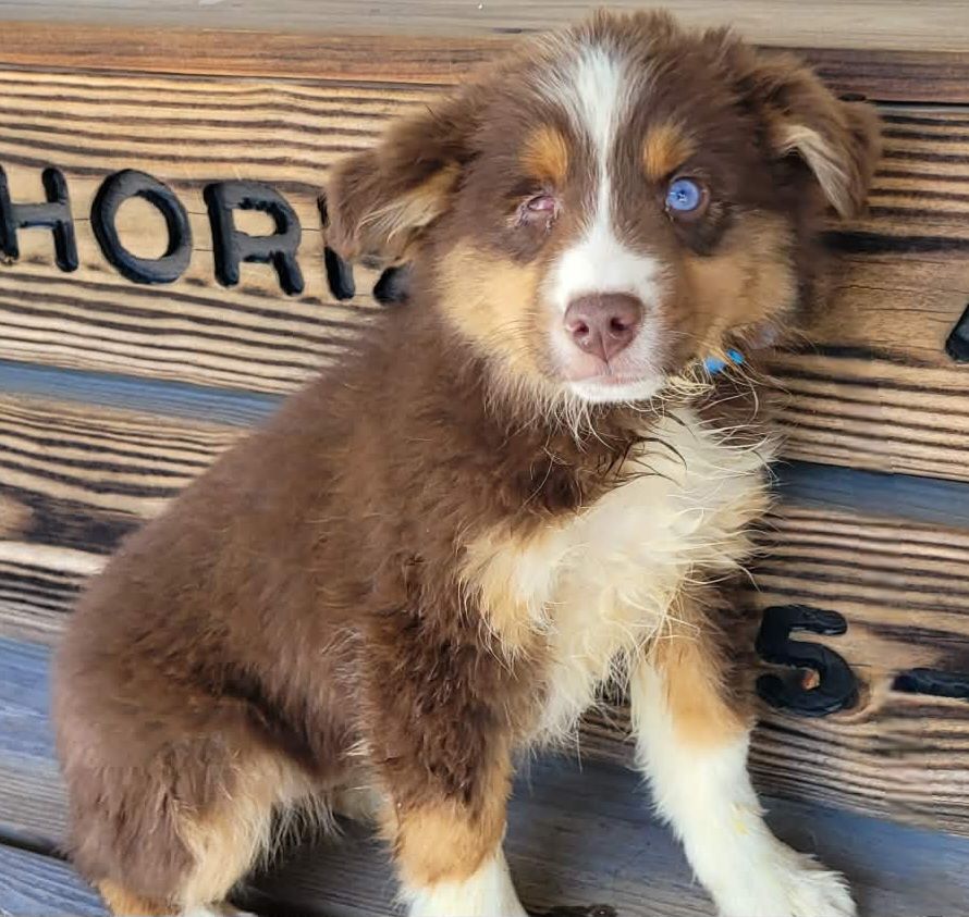 The Road Home Animal Project - Butterscotch