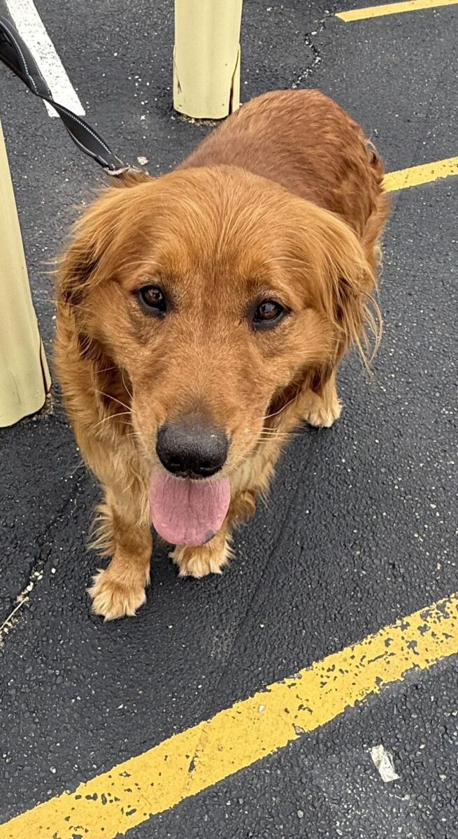 The Road Home Animal Project - Daphne (cell dog)