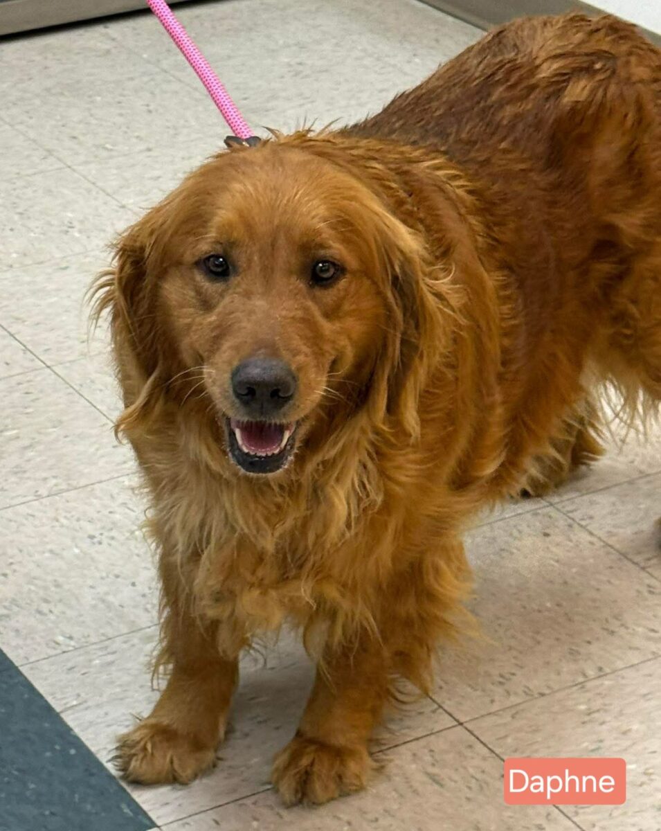 The Road Home Animal Project - Daphne (cell dog)