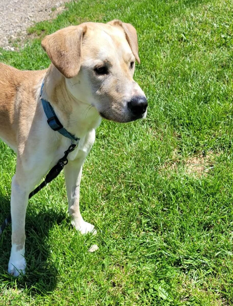 Dobby - The Road Home Animal Project