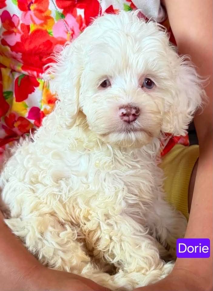 Dorie - The Road Home Animal Project