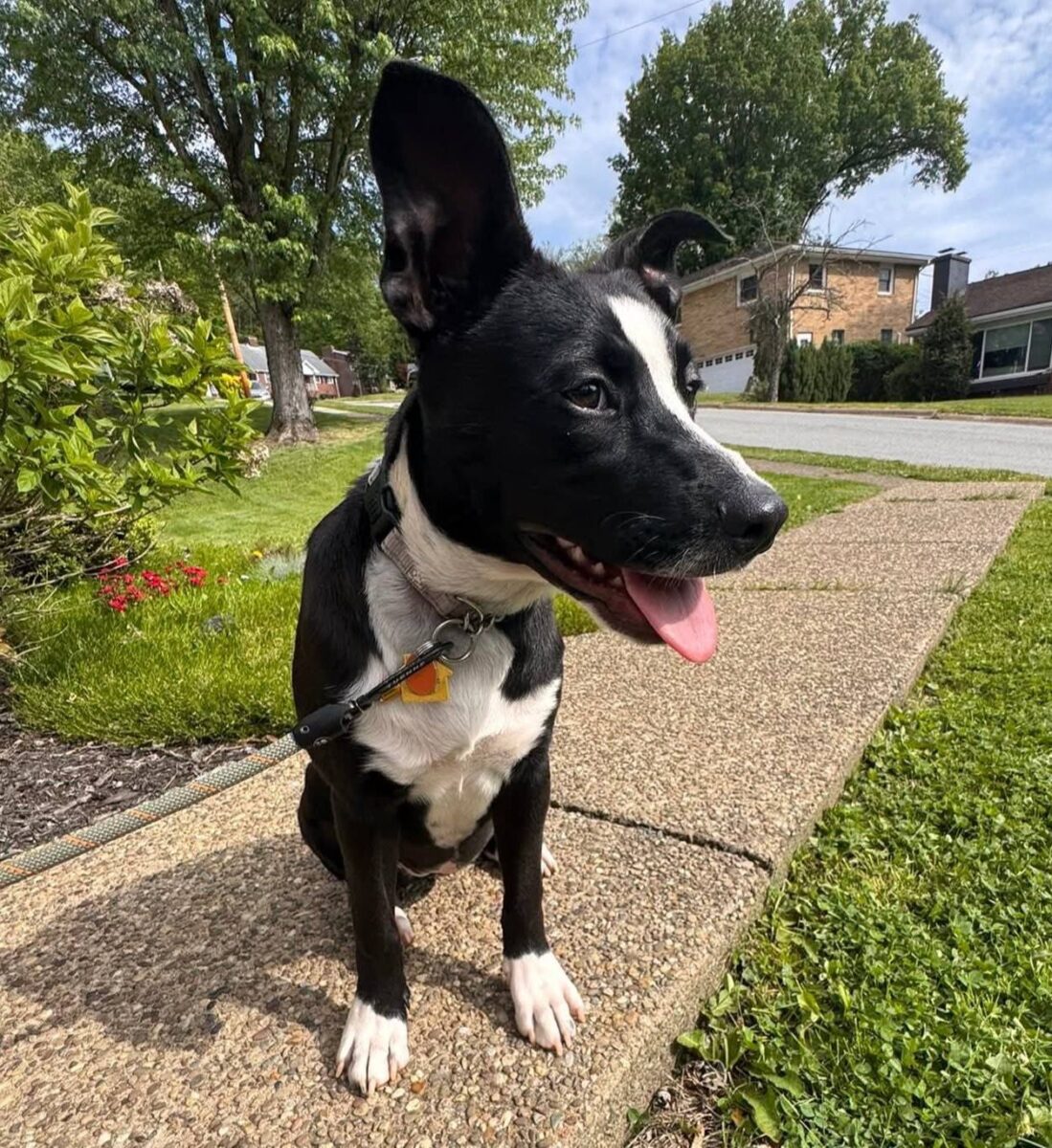 The Road Home Animal Project - Justice (cell dog)