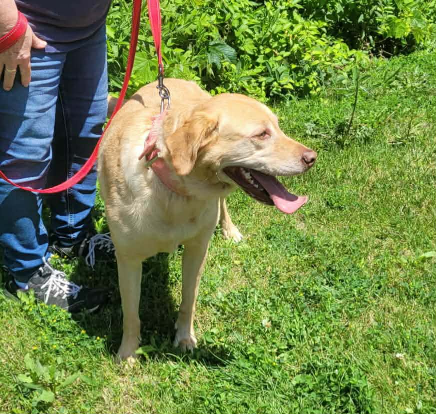The Road Home Animal Project - Kaia (KY) (cell dog)