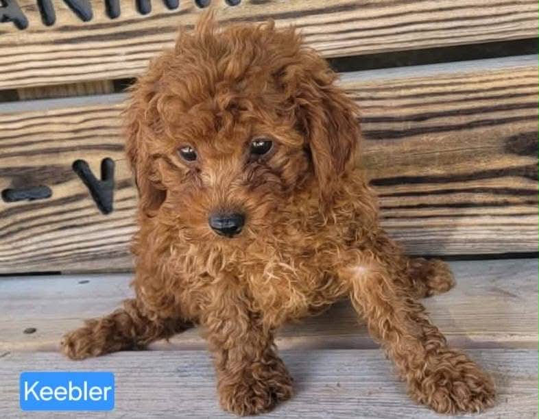 The Road Home Animal Project - Keebler
