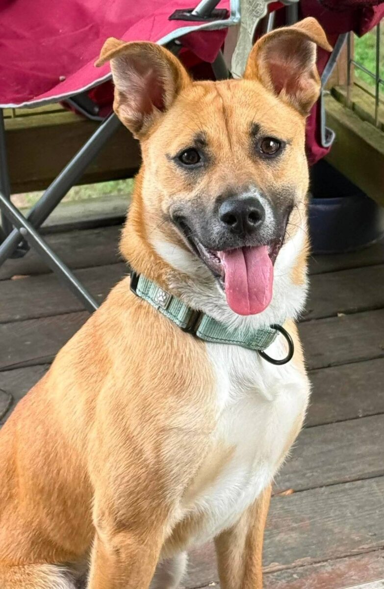 The Road Home Animal Project - Lizzie (cell dog)