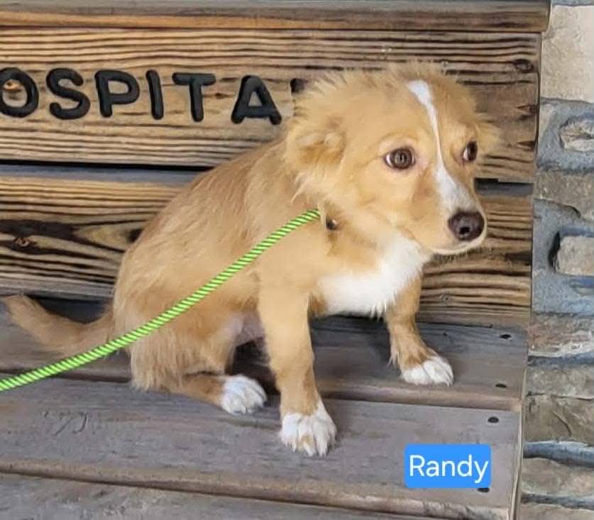 The Road Home Animal Project - Randy