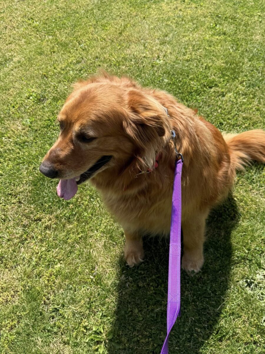 Rowdy (cell dog) - The Road Home Animal Project