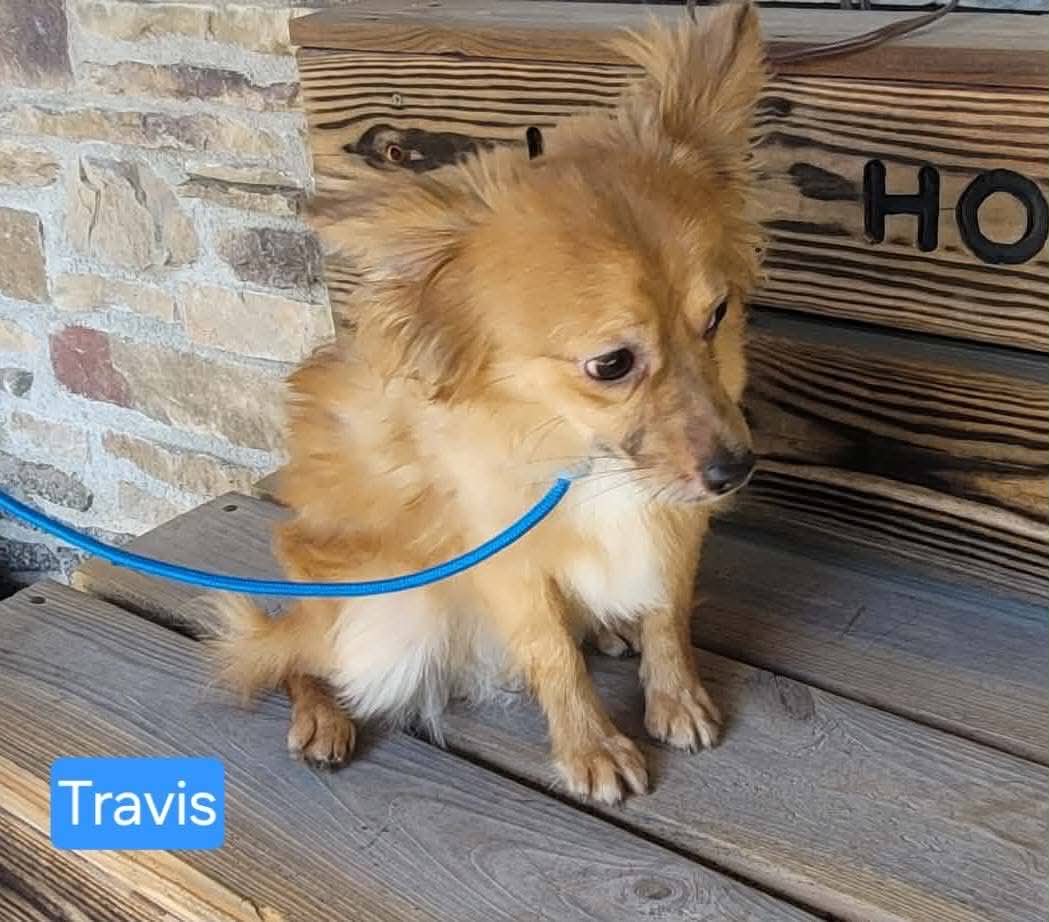The Road Home Animal Project - Travis